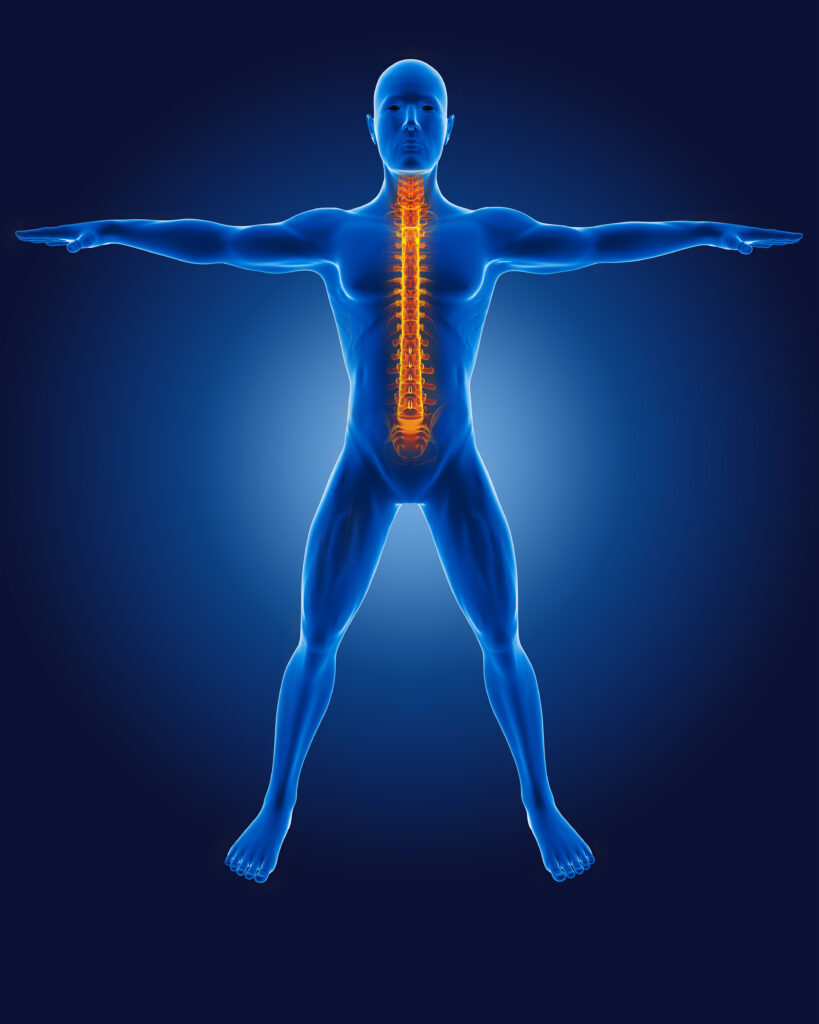 Anatomia del Movimento